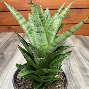 Sansevieria Gabriella Hybrid in 4&quot; pot, sansevieria Hybryd