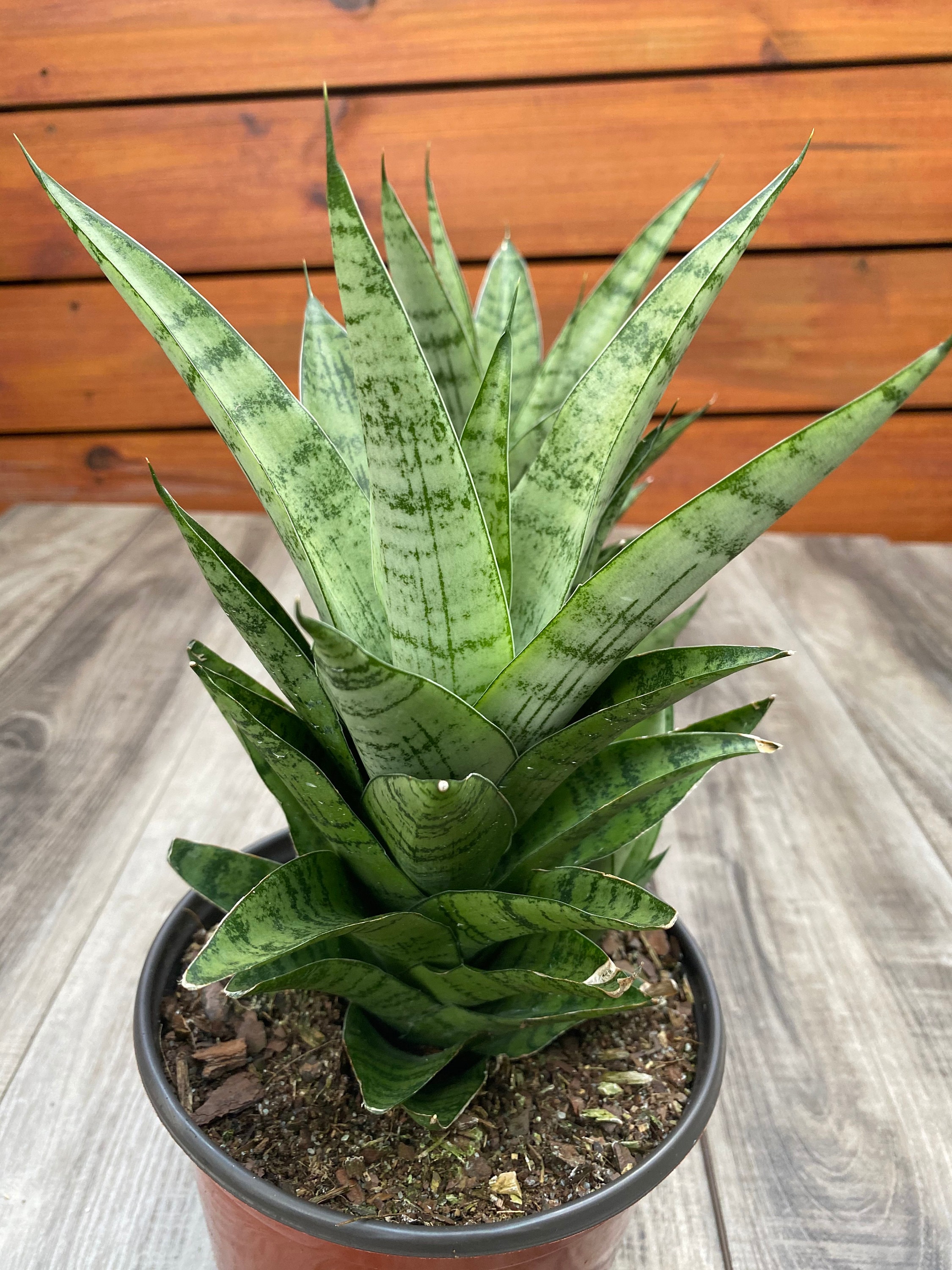 Sansevieria Hybrid \u2018Silver Surfer\u2019 Sansevieria Hybrid \u2018Silver Surfer\u2019