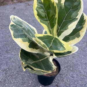 Ficus Lyrata Variegated in 6" Pot