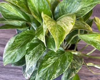 Marble Queen Pothos in 6" Pot