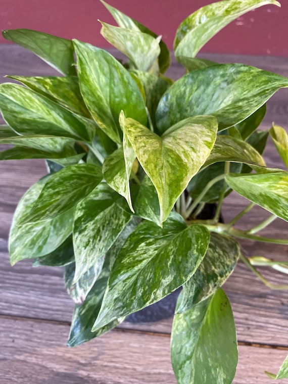 philodendron peru Philodendron aff. brandtianum