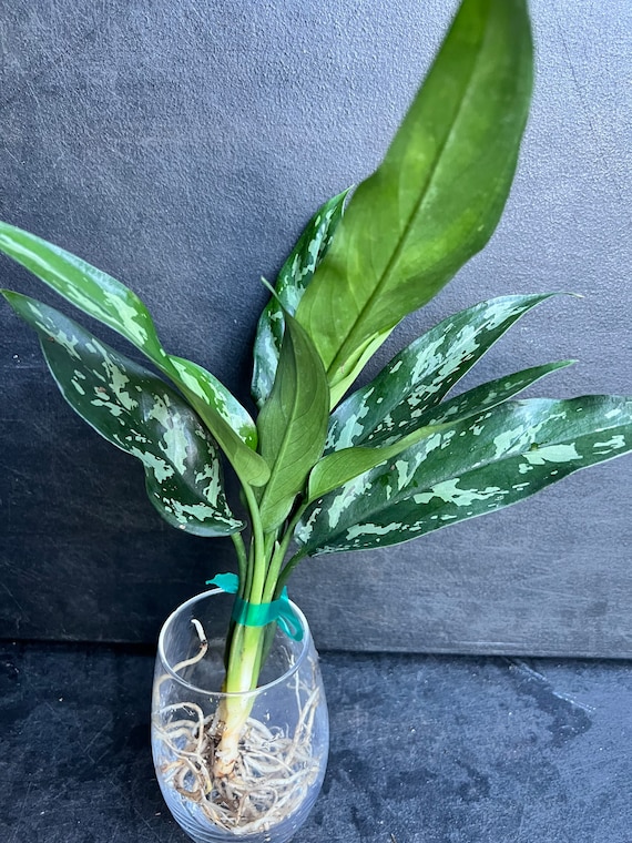 Aglaonema Maria , Tigress , Well Rooted Plant, Cutting Only - Etsy