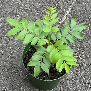 Curry Leaf Plant, Murraya Koenigii,  in 4&quot; Pot. No ship to Ca Tx Az AL or HI