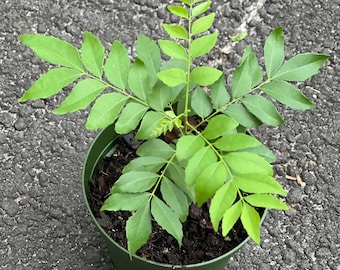 May include: A small, green potted plant with bright green, compound leaves. The plant is in a dark green plastic pot, set against a textured gray surface. The leaves are arranged in a symmetrical pattern, with new growth visible at the top.