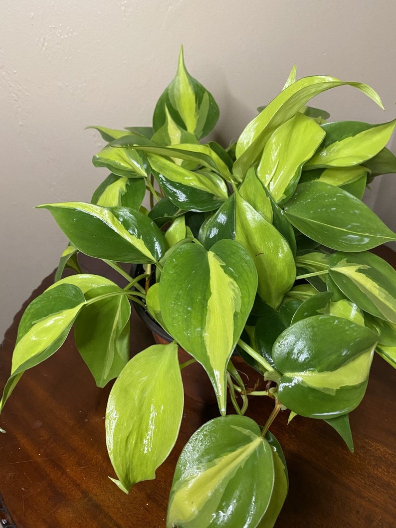 Philodendron Brasil. in 6 pot philodendron image 2