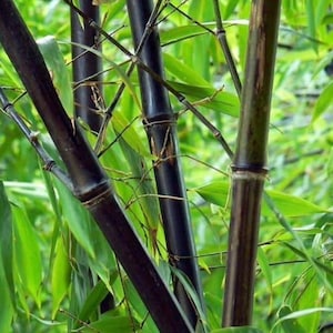 Black Asper Bamboo in 6&quot; Pot, Bambu Hitam. No Ship to HI