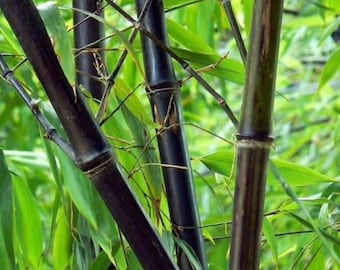 Black Asper Bamboo in 6" Pot, Bambu Hitam. No Ship to HI