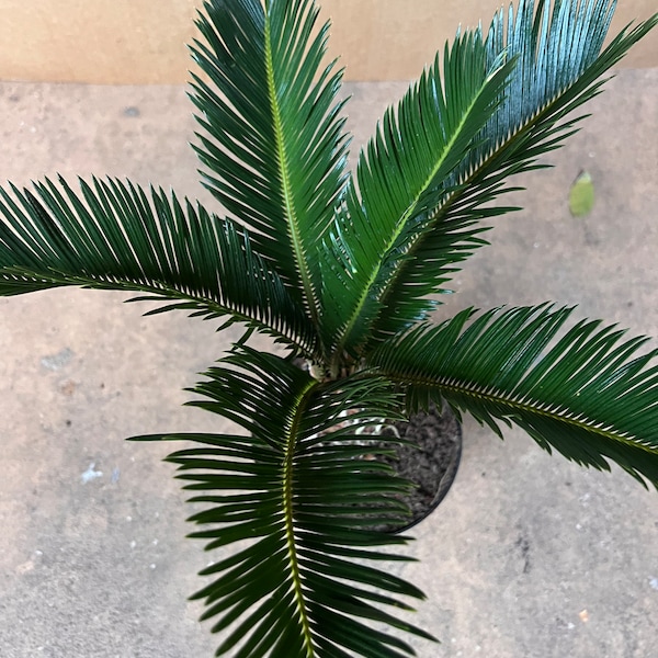 King Sago Palm 6" inch pot