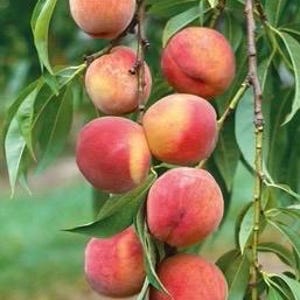 Tropic Beauty Peach tree in half gallon Pot, grafted