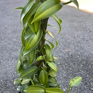 Large, Variegated Vanilla planifolia, vanilla bean orchid in 6&quot; Totem