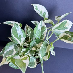 N’Joy pothos , Epipremnum aureum,  Devil’s Ivy in 4" pot, Njoy