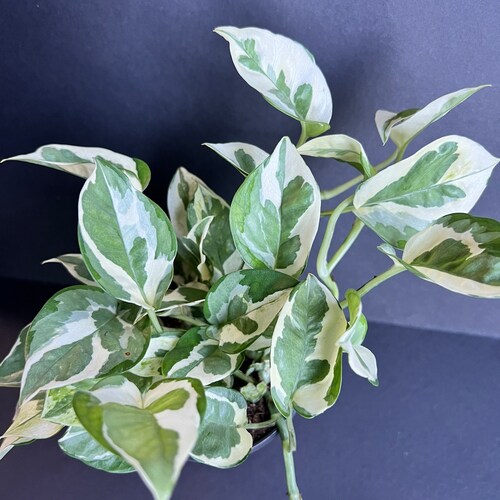 N’Joy pothos , Epipremnum aureum,  Devil’s Ivy in 4" pot, Njoy