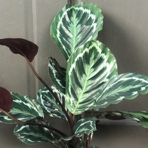 Calathea Medallion,  Medallion 6" pot, Prayer plant