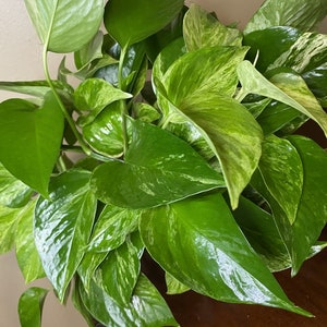 May include: Close-up of a vibrant pothos plant with glossy, heart-shaped leaves. The leaves display a mix of deep green and creamy white variegation, creating a striking contrast. The plant's lush foliage suggests a healthy, thriving indoor plant.