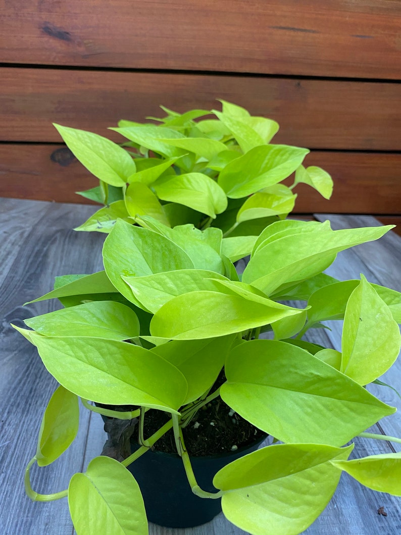 Neon Pothos in 6 pot, Top Indoor Air Purifier image 6