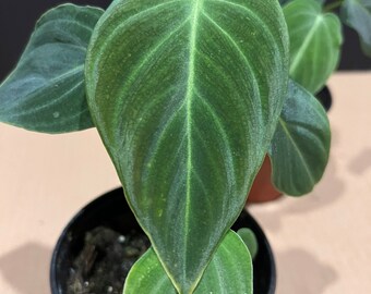 Philodendron Glorious | Philo Glorious in 4" Pot ( Philodendron Gloriosum and Philodendron Melanochrysum )