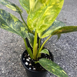May include: A potted houseplant with large, variegated leaves in shades of green and yellow. The plant is in a black plastic pot, and the leaves have a speckled pattern. The plant is a vibrant addition to any indoor space.