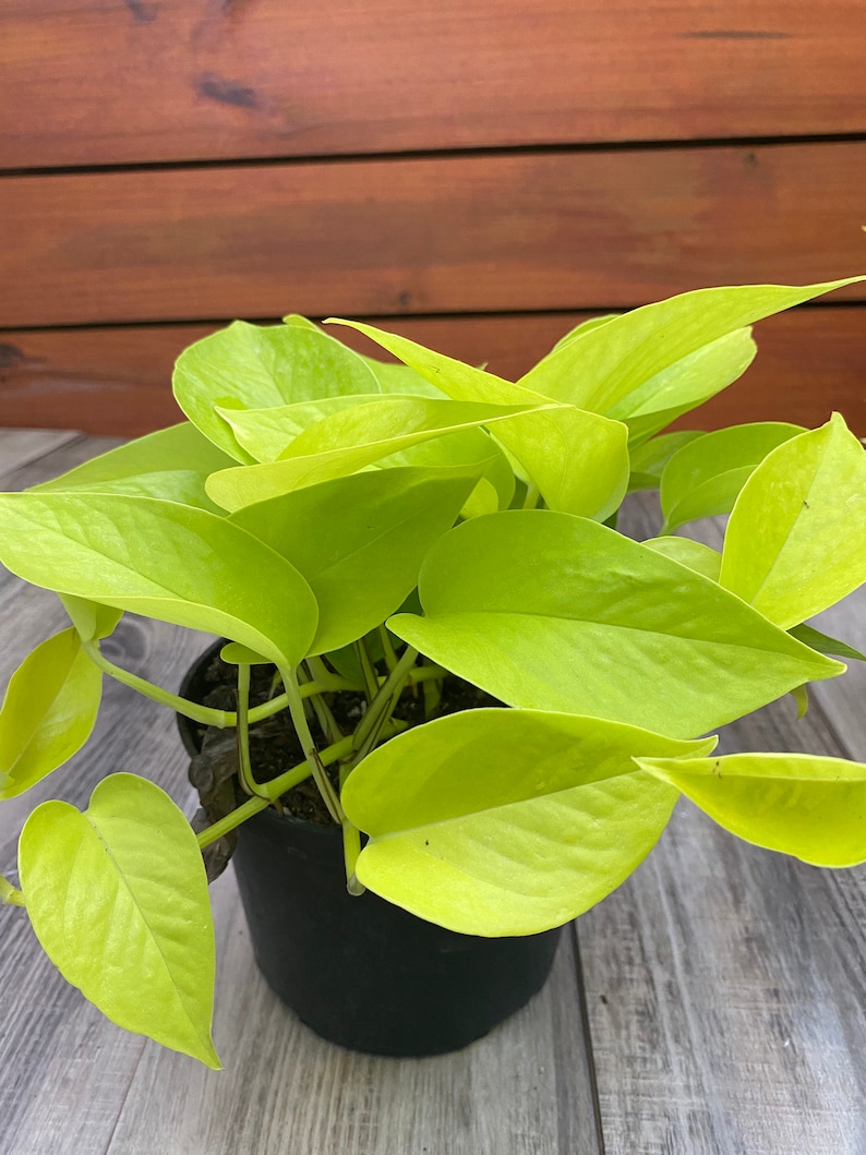 Neon Pothos in 6 pot, Top Indoor Air Purifier image 7