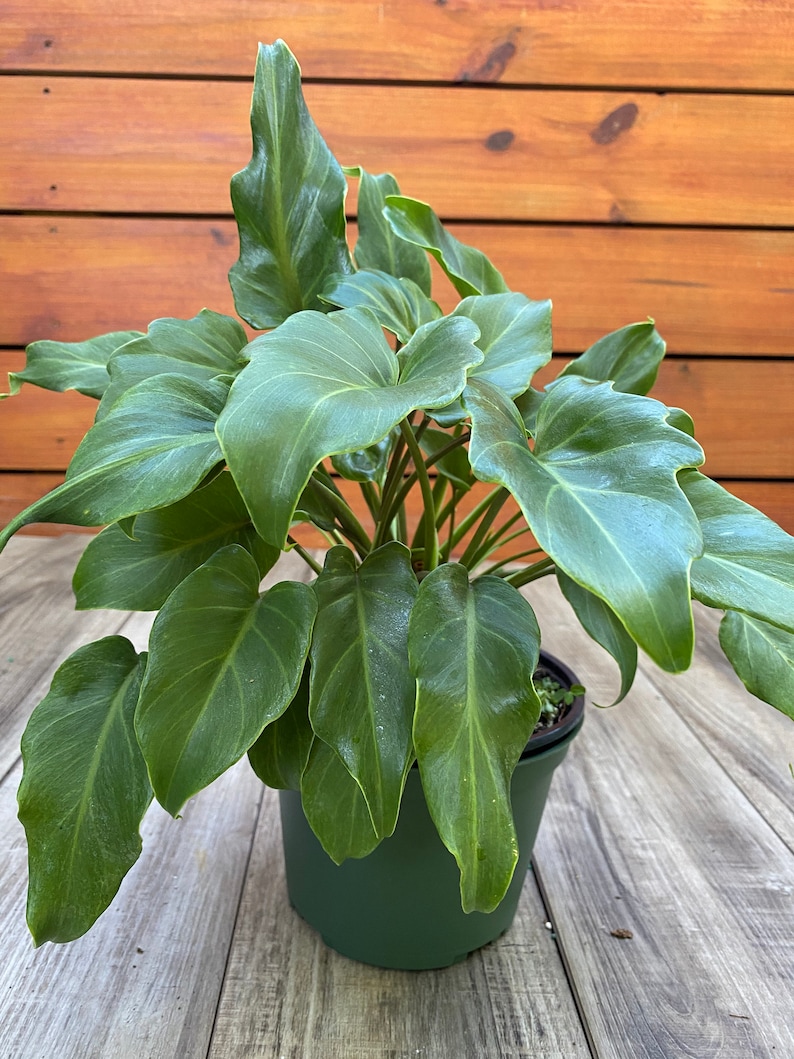 Philodendron Xanadu in 6 Pot House Plant Etsy