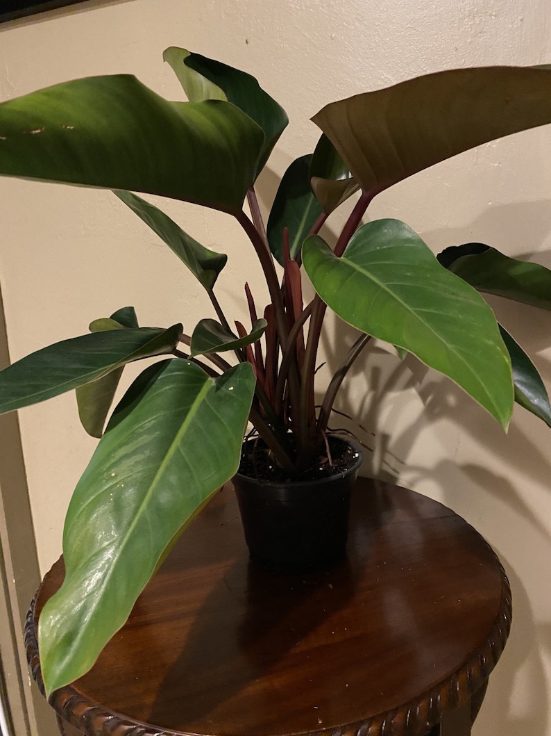 TropicalplantsFL Philodendron Rojo Congo - Thumbnail 4