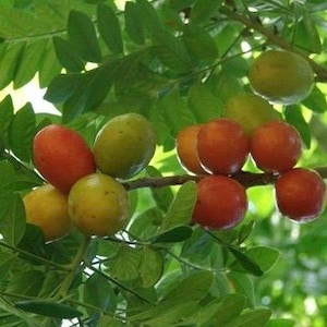 Large Red spanish. hog plum in 3 gallons pot, ciruela, jocote rojo, mombin tree