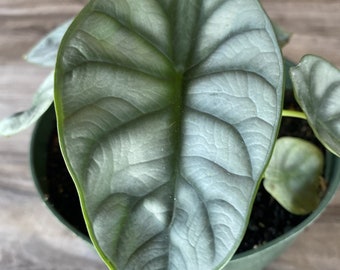 Alocasia Silver dragon,  Alocasia Baginda Silver Dragon ,  in 4" Pot, Alocasia Dragon Scale in 4" Pot