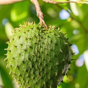 Soursop Tree, guanabana in Half gallon pot , Sirsak, Anona Muricata