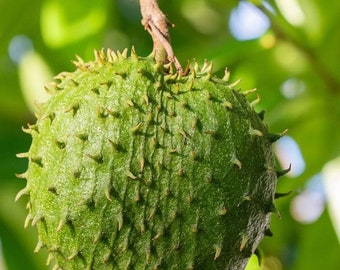 Soursop Tree, guanabana in Half gallon pot , Sirsak, Anona Muricata