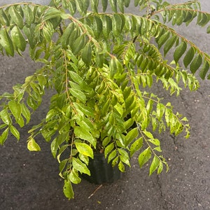 May include: A potted curry leaf plant with vibrant green leaves. The plant is in a black plastic pot and appears to be outdoors. The leaves are wet, suggesting recent watering or rainfall. The plant has multiple stems and a full, bushy appearance.