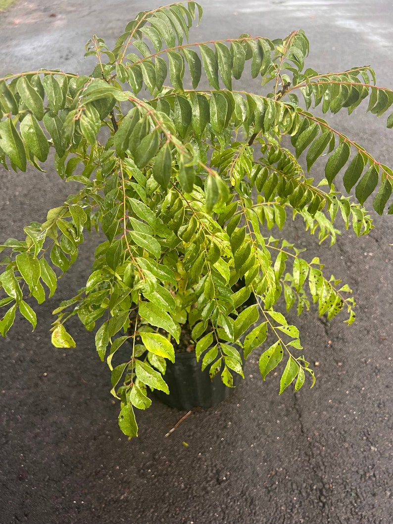 May include: A potted curry leaf plant with vibrant green leaves. The plant is in a black plastic pot and appears to be outdoors. The leaves are wet, suggesting recent watering or rainfall. The plant has multiple stems and a full, bushy appearance.