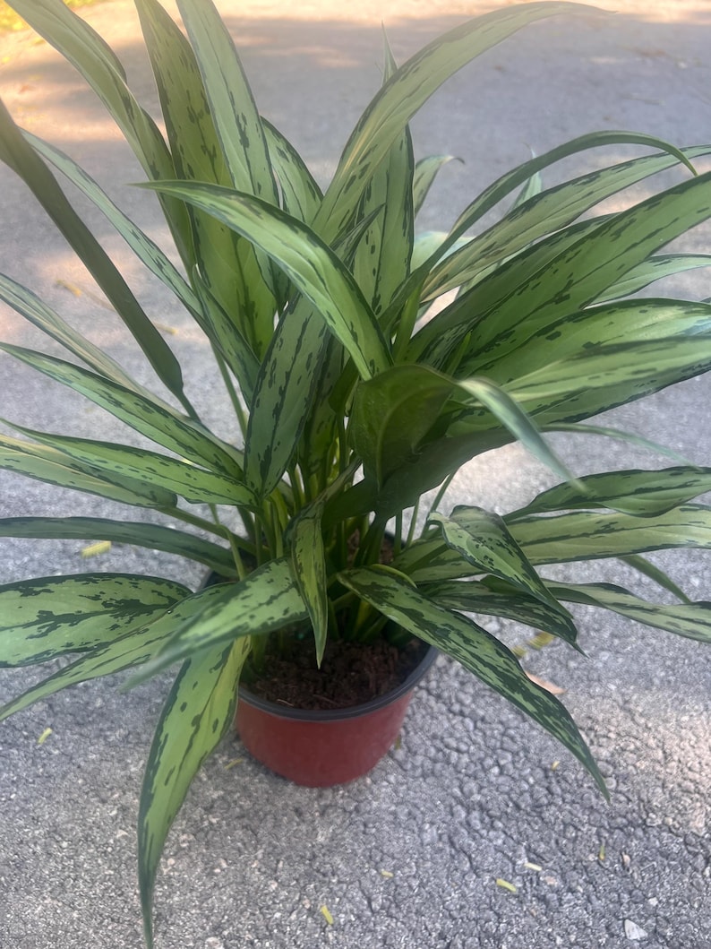 TropicalplantsFL Aglaonema Cutlass - Thumbnail 4