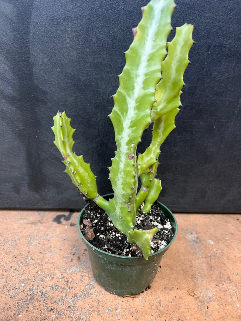 Euphorbia Lactea Variegated in 4 Pot, rare image 1