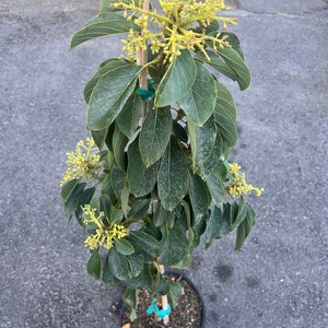 Russell Avocado Tree , Grafted in 3 Gallon Pot image 3
