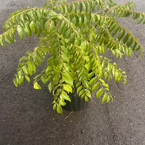 May include: A vibrant green curry leaf plant in a black plastic pot. The plant has multiple stems with numerous small, oval-shaped leaves. The leaves are a bright green color, and the plant appears healthy and well-watered.