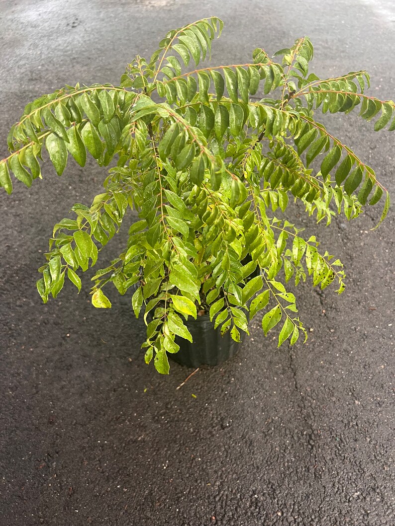 May include: A vibrant green curry leaf plant in a black plastic pot. The plant has multiple stems with numerous small, oval-shaped leaves. The leaves are a bright green color, and the plant appears healthy and well-watered.