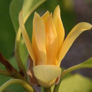 Yellow Flower, Magnolia champaca, Michelia champaca in 6" or 4" Pot, Joy Perfume Tree, cempaka