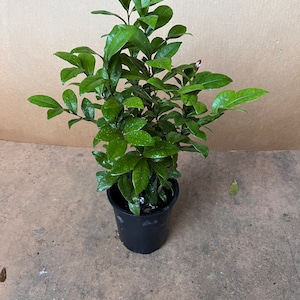 Ochna serrulata, mickey mouse plant in 6 Pot image 4