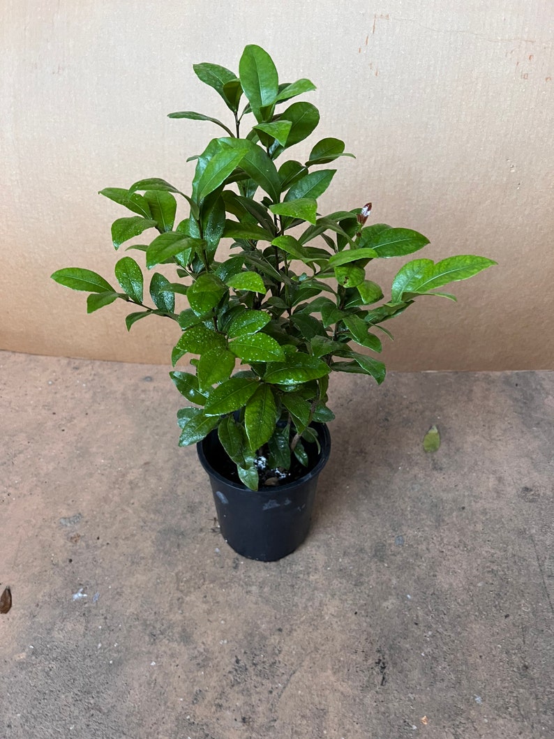 Ochna serrulata, mickey mouse plant in 6 Pot image 4