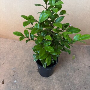 Ochna serrulata, mickey mouse plant in 6 Pot image 5