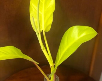 Philodendron Golden Goddess Cutting