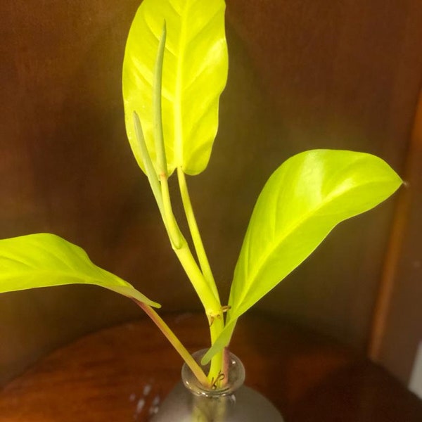 Philodendron Golden Goddess Cutting