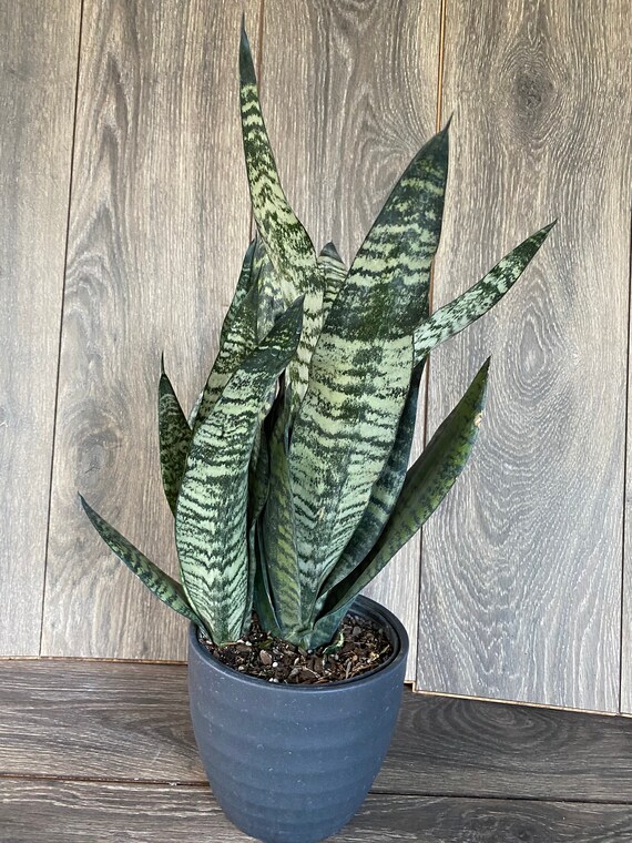 Large Sansevieria Futura Robusta in 6” Pot - Etsy