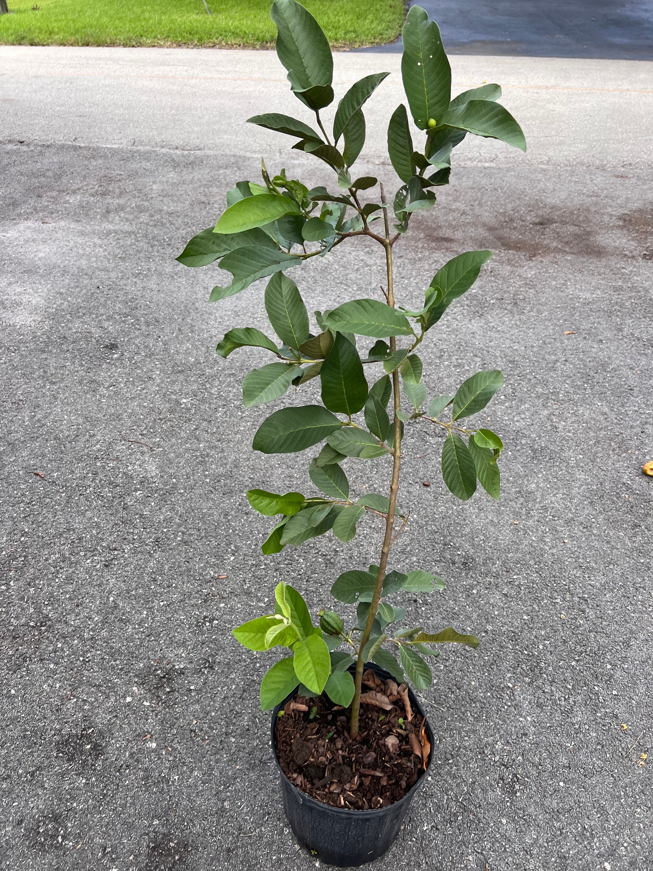 Thai Guava, in 10" Pot, Jambu Batu, Psidium Guajava, Ferang, White ...