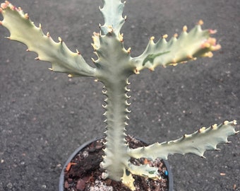 Ghost cactus | White variegated euphorbia lactea | Rare Cactus in 6"