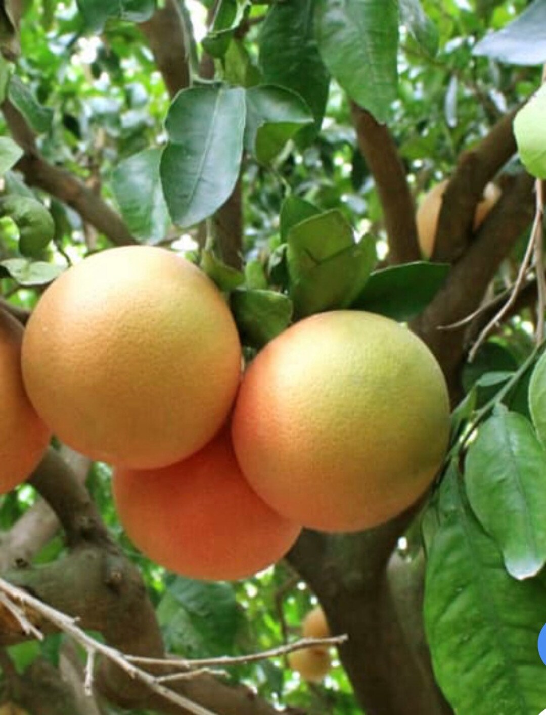 Ray Ruby Grapefruit in 1/2 Gal Pot, Grafted, Florida Shipping Only Etsy