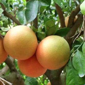 Ray Ruby grapefruit in  1/2 Gal pot, Grafted,  Florida Shipping Only