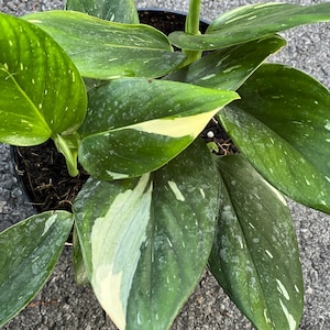 Philodendron Standleyana - Etsy