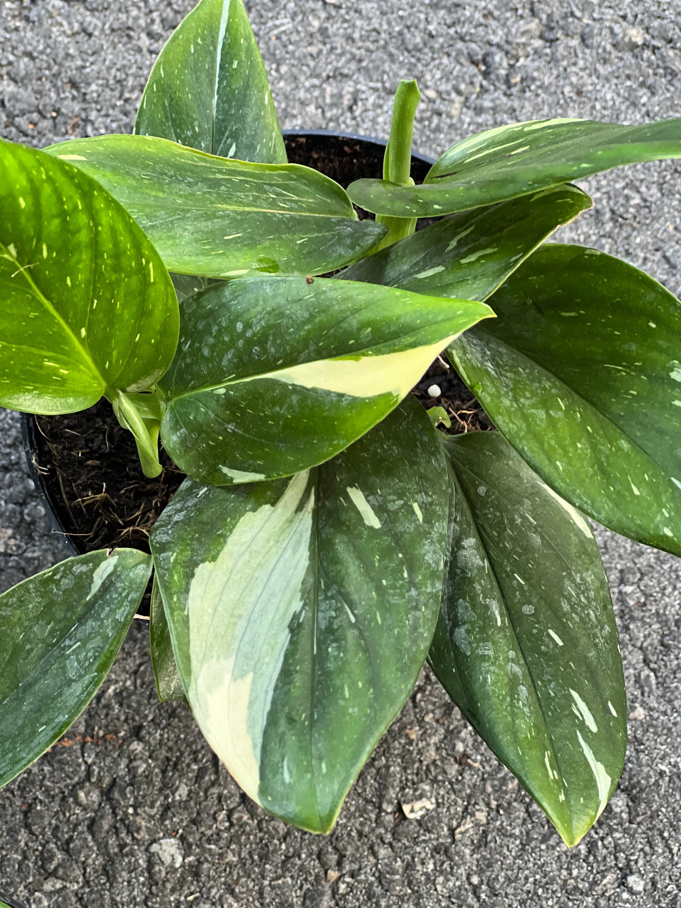 Monstera Standleyana Albo in 6" Pot , Philodendron Cobra - Etsy