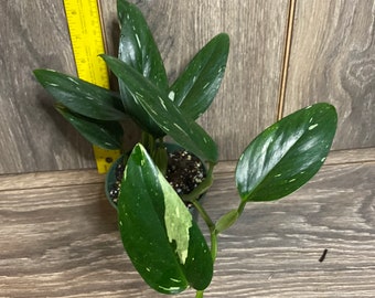 Monstera Standleyana Albo in 4" Pot , Philodendron Cobra