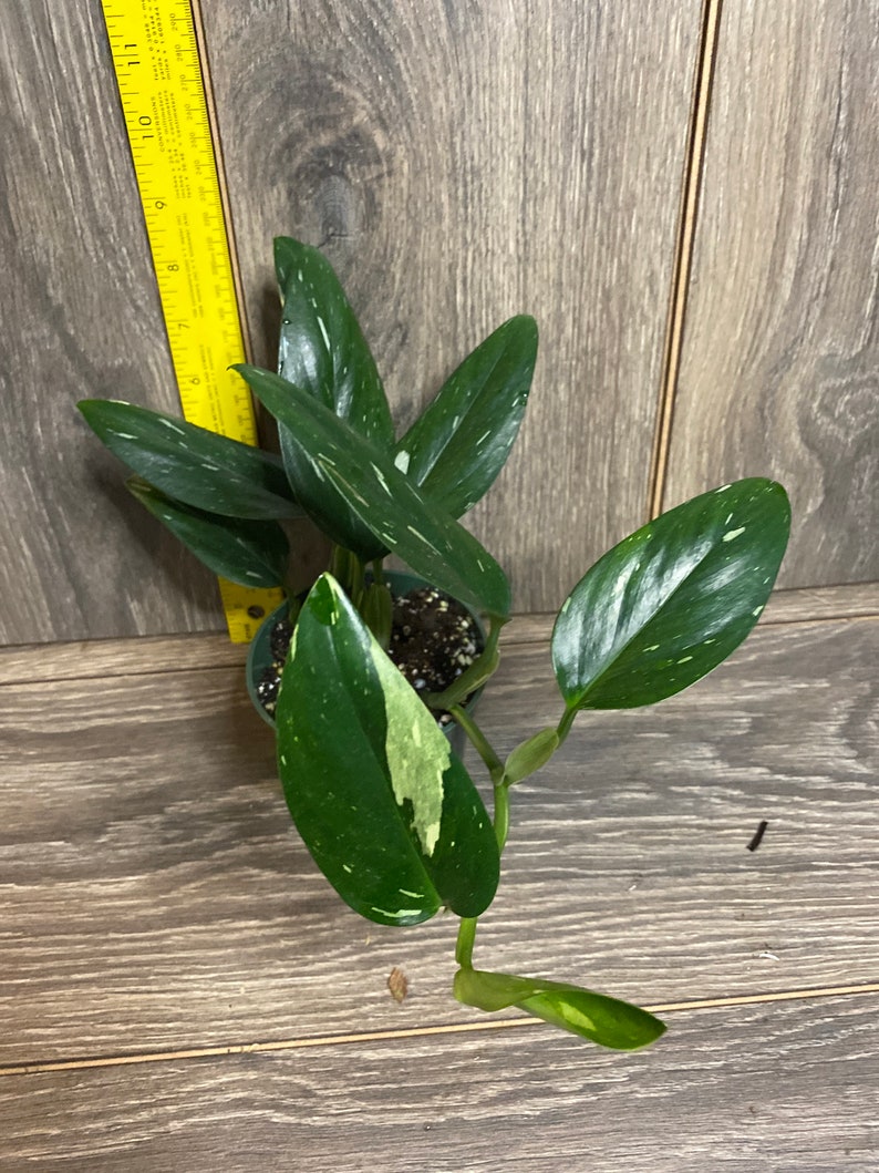 Monstera Standleyana Albo in 4' Pot , Philodendron Cobra 